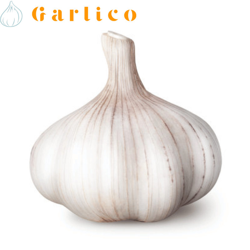 Satisfy Your Palate with the Milder, Nuttier Flavor of Elephant Garlic