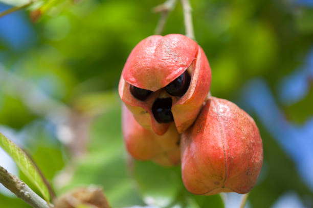 The Ackee Fruit’s Positive Health Effects