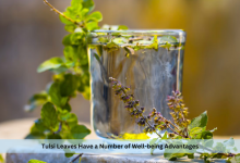 Tulsi Leaves Have a Number of Well-being Advantages