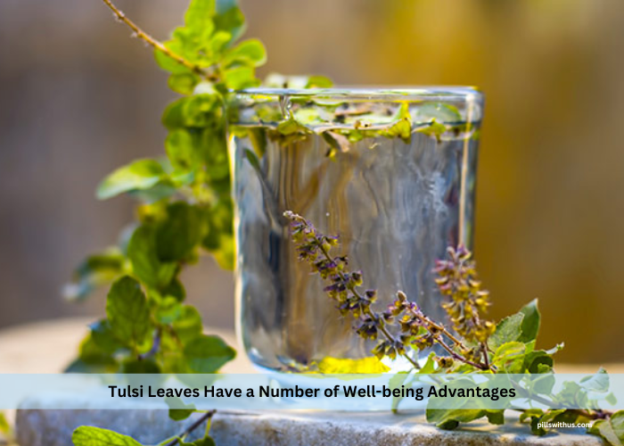 Tulsi Leaves Have a Number of Well-being Advantages