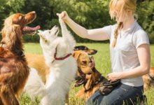 Effective Dog Training Techniques for a Well-Behaved Pet in Portland