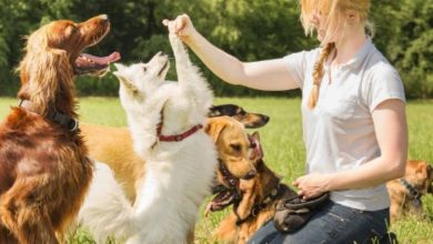 Effective Dog Training Techniques for a Well-Behaved Pet in Portland