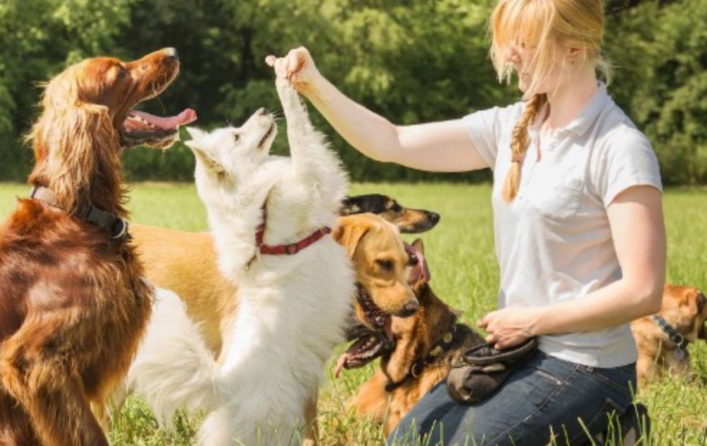Effective Dog Training Techniques for a Well-Behaved Pet in Portland