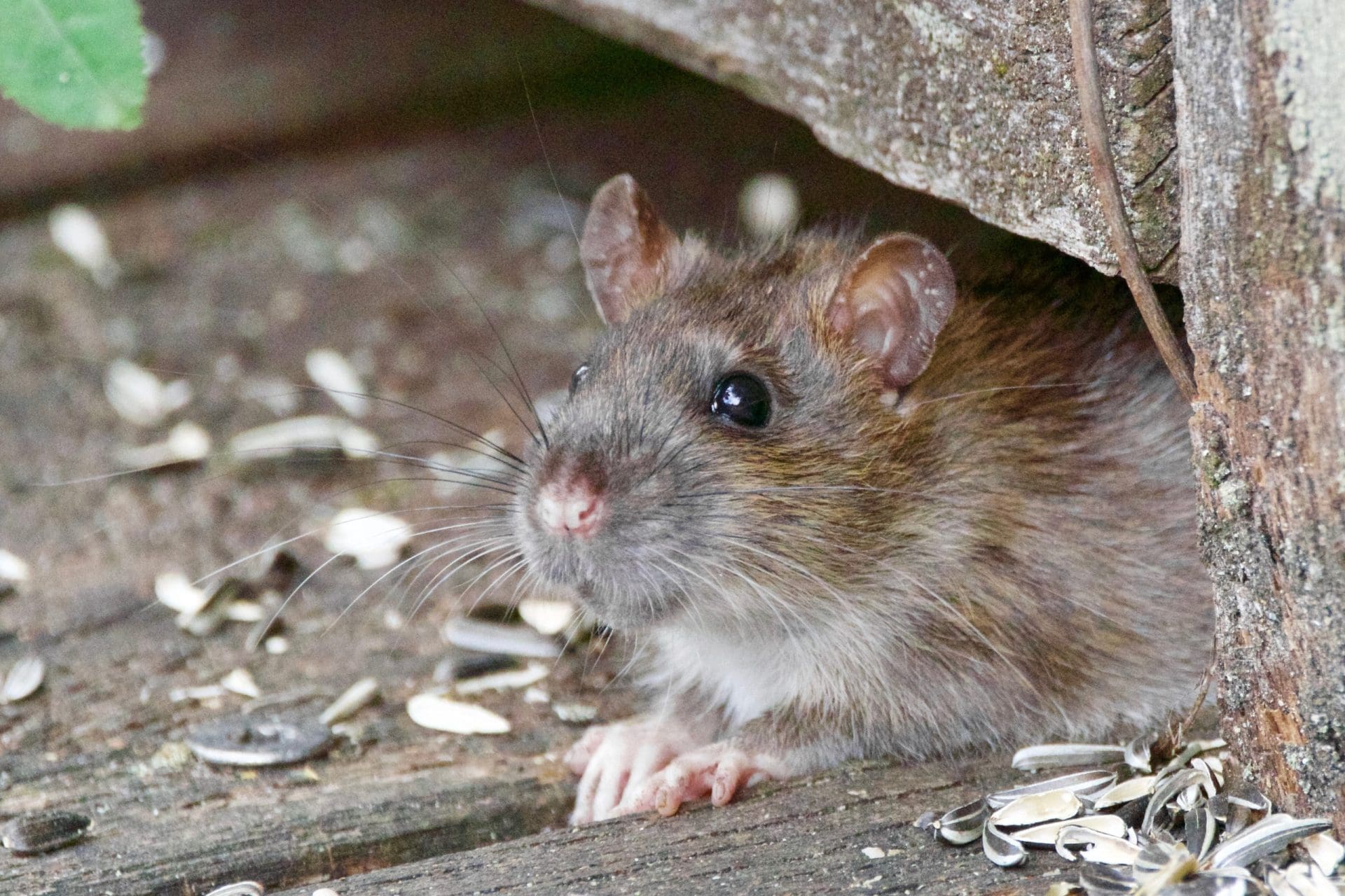 dead rat removal in Melbourne