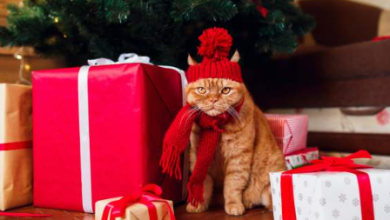 Top 10 Adorable Xmas Sweaters for Cats to Keep Them Festive