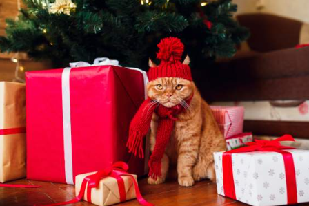 Top 10 Adorable Xmas Sweaters for Cats to Keep Them Festive