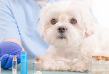 Exploring Homeopathy for Pets in NYC