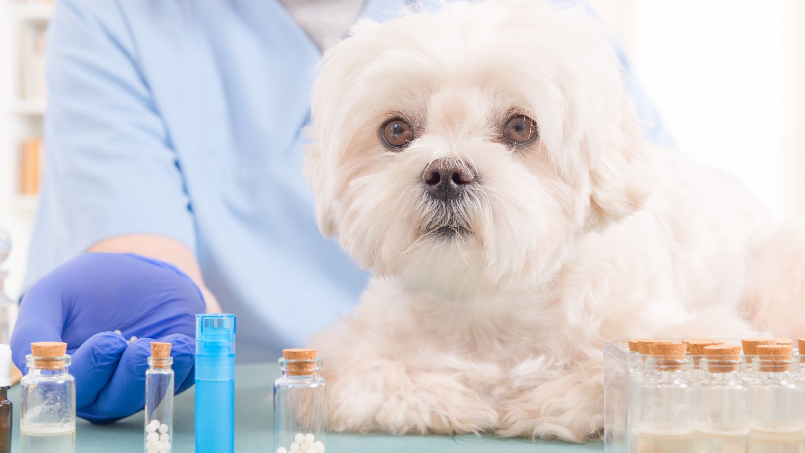 Exploring Homeopathy for Pets in NYC