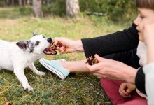 Natural Dog Treats