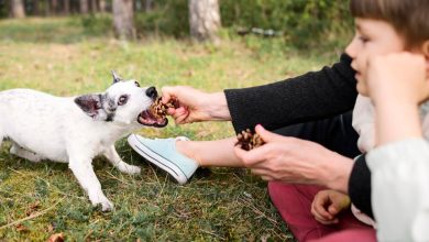 Natural Dog Treats