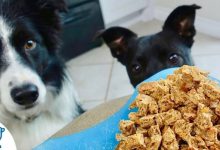 Dog Training Treats