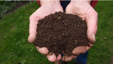 Where Can You Find Reliable Compost Delivery Service in Los Angeles?