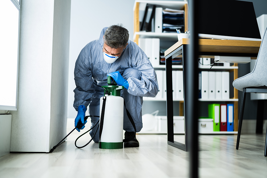 Why Professional Pest Control is Essential in Schenectady, NY